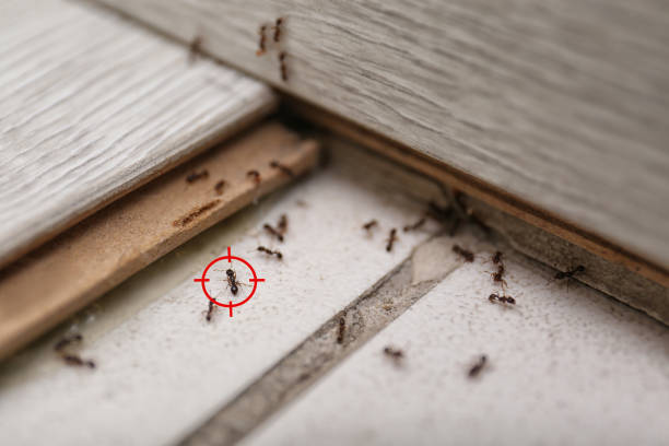Best Insect Control  in Canaan, CT
