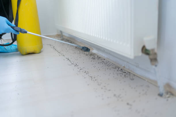 Best Cockroach Control Services  in Canaan, CT
